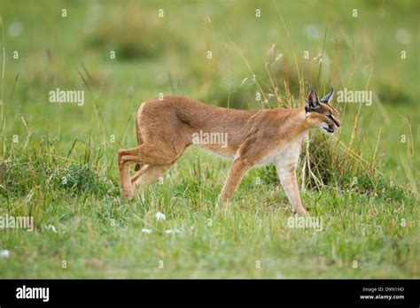 Caracal Stalking Prey Hi Res Stock Photography And Images Alamy