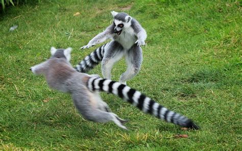 Week 38 Lemur Fight Explore Skipsnaps Photos On Flickr Flickr
