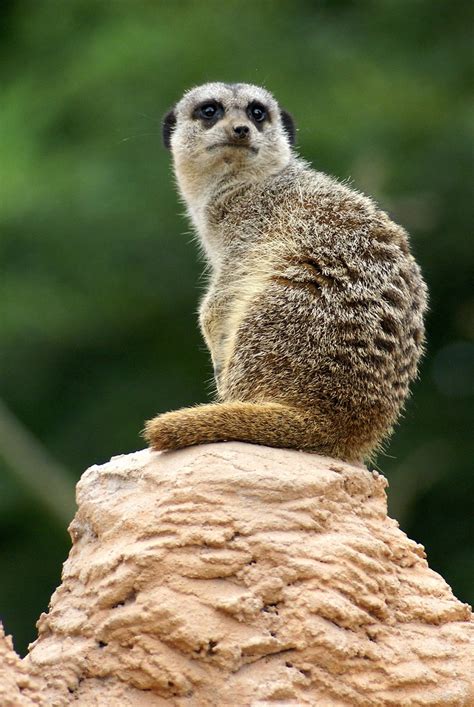 Meerkats Meerkats At Meerkats At Whipsnade Zoo Martin Pettitt Flickr