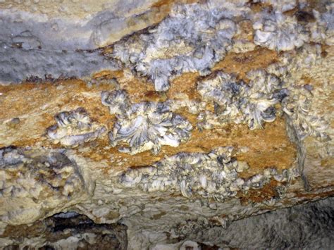 Gypsum Speleothem Cleaveland Avenue Mammoth Cave Kentuc Flickr