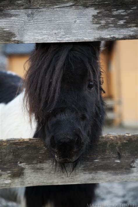 shetland pony  tumblr