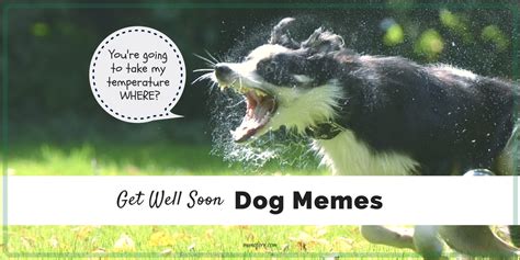 Memes To Make You Smile When You Are Sick As A Dog Friday