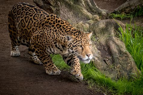 Undoubtedly a strikingly beautiful animal, the jaguar has caught the attention of scientists and hunters alike, with many jaguar individuals having been poached for their distinctively patterned fur. Jaguar Animal, HD Animals, 4k Wallpapers, Images ...