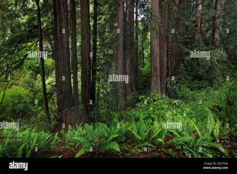 Ferns Beneath Giant Redwood Trees Stout Memorial Grove Jedediah Smith