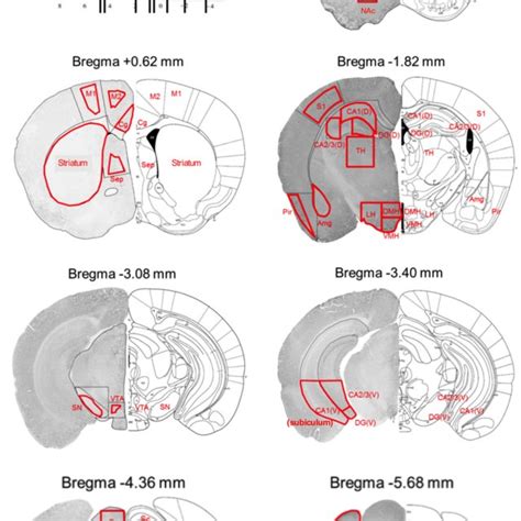 Stereotaxic Unit Of Mouse Brain Representative Diagrams Show The