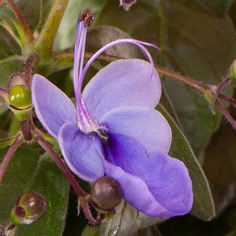 Robrick nursery availability is constantly changing. Clerodendrum myricoides 'Ugandense' Blue Butterfly Bush ...