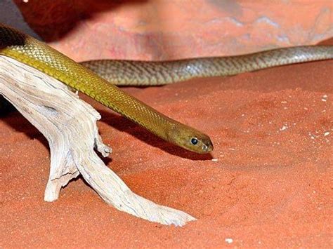 Taipan, die gefährlichste schlange der welt taipan, die gefährlichste schlange der welt gefährlich: Giftigste Schlange der Welt im Wiener Haus des Meeres zu ...