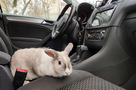 Rabbit Driving Car Stock Photos Pictures And Royalty Free Images Istock