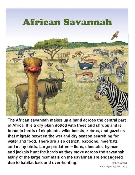 The African Veldt And Savannah Savannah Chat Savanna Biome Savannah