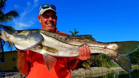 South Florida Freshwater Snook Fishing Charters With Local Experts