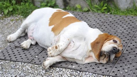 Tips for reducing your dog's fat and calorie intake. Dog Obesity: Causes & How To Tell If Your Dog Is ...