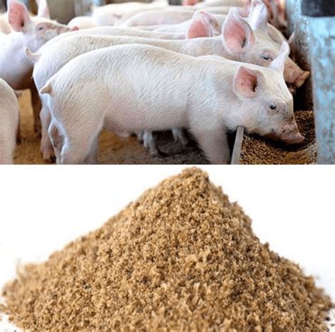 Pig Feeding And Feeds Complete Guide Agric4profits