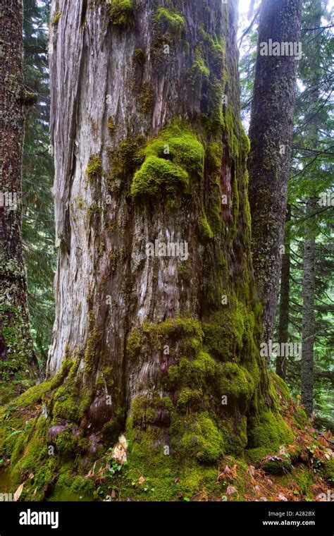 1200 Year Old Old Growth Alaska Yellow Cedar Tree Stock Photo Alamy