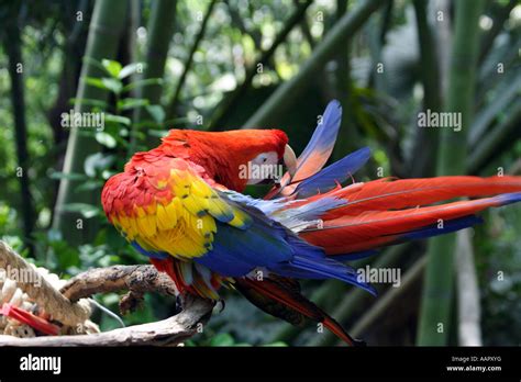 Scarlet Macaw Ara Macao Stock Photo Alamy