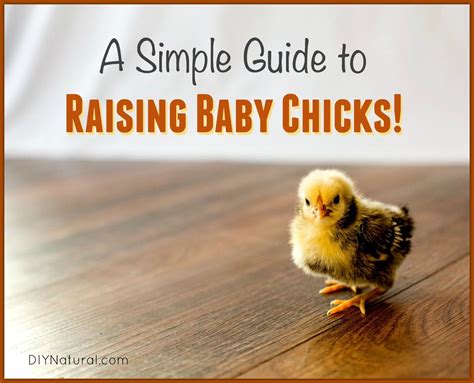 Raising Chicks (Baby Chickens) Is Simple, Fun, & Rewarding
