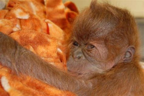 Its A Girl Como Zoo Welcomes A Baby Orangutan Mpr News