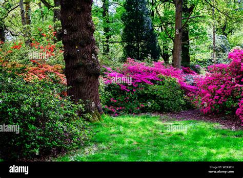 Grassy Woodland With Trees And Shrubs Of Purple And Red Flowers In The