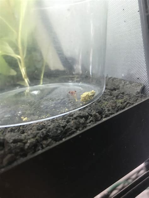 Cherry Shrimp Sexing My Aquarium Club