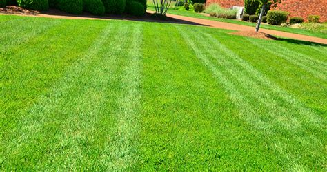 Grass Cut Bagged And Trimmed Services Top Cut Lawn Care Llc