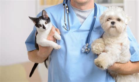 Some Recommendations For Choosing Any Hospital For Your Pet Pet Needs