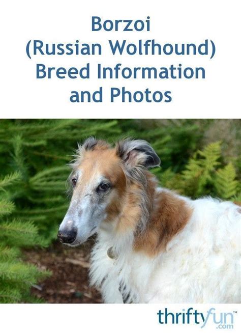 Borzoi Russian Wolfhound Breed Information And Photos Russian