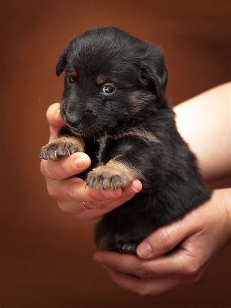 During this time, your beagle puppy's eyes will, in any case, remain shut, so they can, without much of a stretch, fall and harm themselves. During Which Stage of Growth Do Puppies Open Their Eyes ...