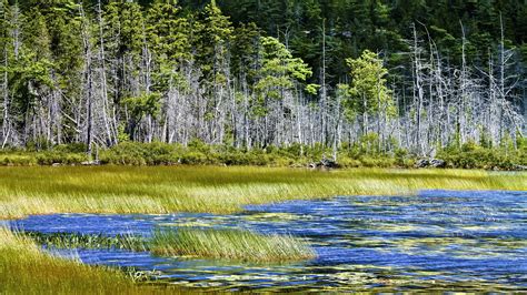 2560x1440 Lake Trees Grass 1440p Resolution Wallpaper Hd Nature 4k