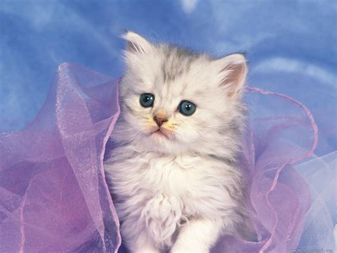 Cute White Kitten Hd Desktop Wallpaper Widescreen High Definition