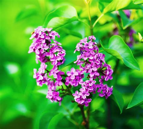 Spring Lilac Blooms Stock Image Image Of Bloom Beauty 111187215