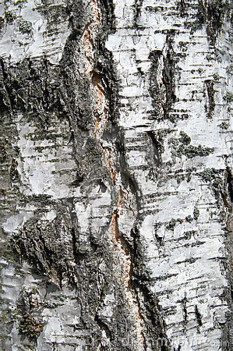 Bark Of A Birch Close Up On A Tree Trunk Stock Photo Image Of Nature