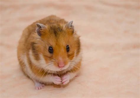 10 Hamster Facts You Didnt Know