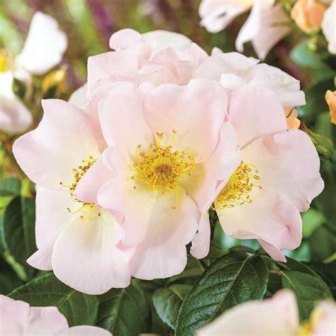 This gorgeous beauty has huge flower clusters that resemble hydrangea heads! Sally Holmes Climbing Rose | Hybrid tea roses, Climbing ...