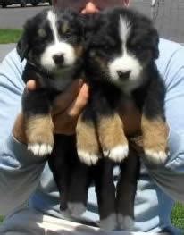 ► bernese mountain dog breeders can also be located through the bmdca regional clubs system. Bernese Mountain Dog PUPPIES - AKC Registered (702) 815 ...