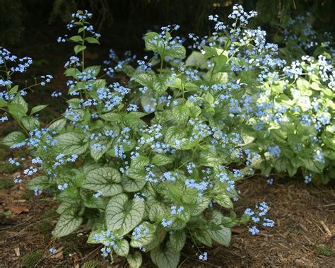 Product Viewer Brunnera Jack Frost