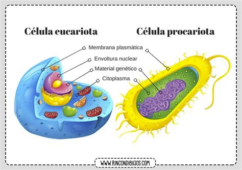 Eucariota Y Procariota Celula Rincon Dibujos Images