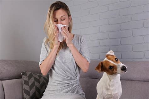 How To Live With Pet Allergies Numberimprovement23