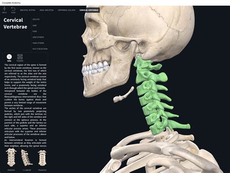 Bones Vertebral Column Cervical Region Anatomy And Physiology