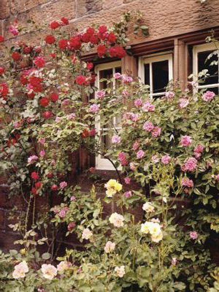 Lazy Way To Propagate Roses Hybrid Tea Roses Growing Roses Climbing