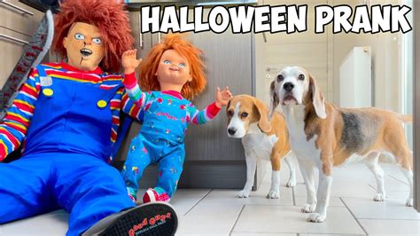 Funny Beagles Get Pranked Compilation Funny Beagles Louie And Marie