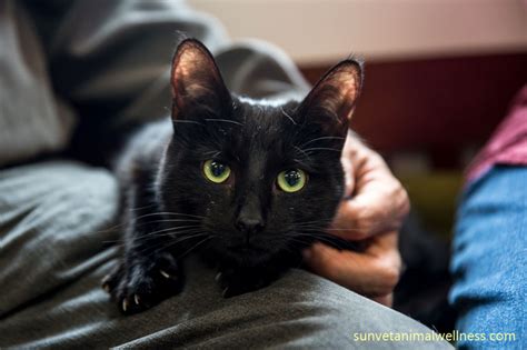 The Truth About Black Cats And The People Who Love Them Sunvet Animal