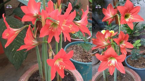Growing And Caring For Amaryllis Lily A Beautiful Perennial Flowering