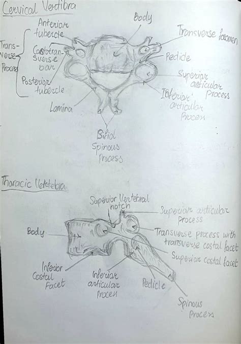 Cervical Vertebra And Thoracic Vertebra Labels Sketch Thoracic