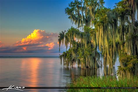 Cypress Trees At Lake Istokpoga Cypress Isle Rv Park