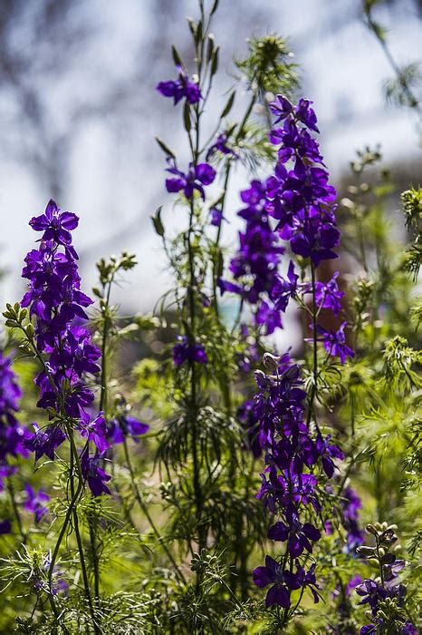 Check spelling or type a new query. Purple wildflowers of Texas. | Amber Kresge Photography ...