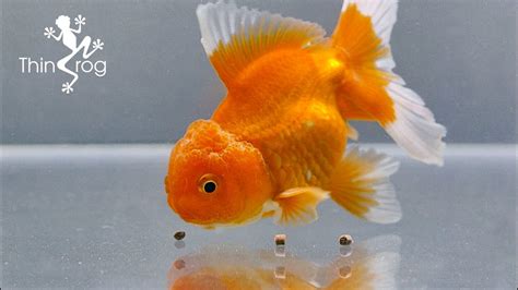 Quarantine New Oranda Goldfish Youtube