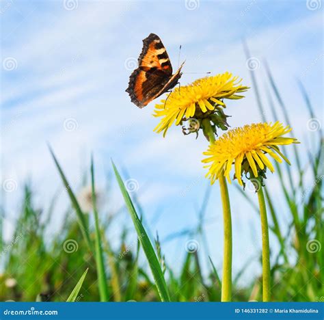 Blooming Yellow Dandelions And Butterfly Against The Blue Sky Stock