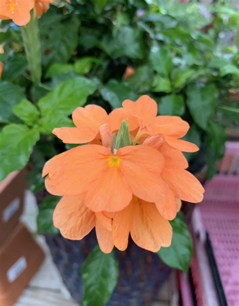 Crossandra Orange Marmalade 2g 1995 Growers Outlet