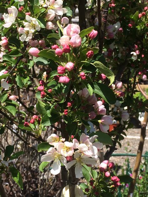 Donald Wyman Flowering Crabapple Flowers Jkw