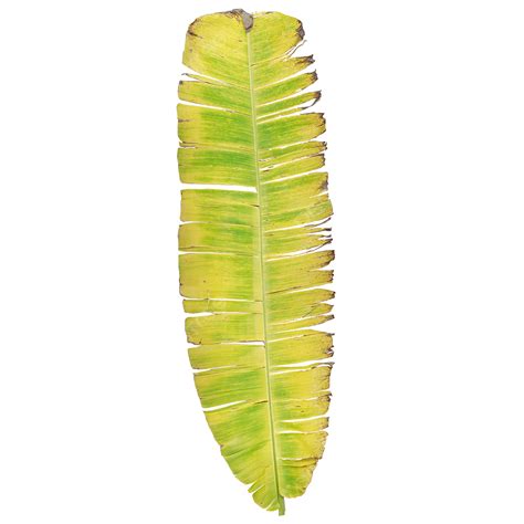 Banana Leafs Hd Transparent Yellow Banana Leaf Banana Leaf