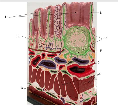Small Intestine Histology Model 2 Diagram Quizlet